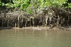 small crocodile in the Daintree River
