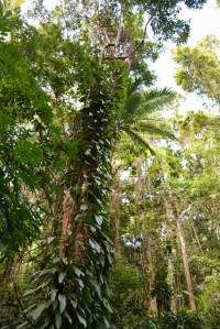 Daintree Rainforest 1
