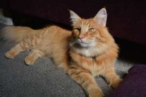 Cat in natural lighting Cat Cafe Liverpool