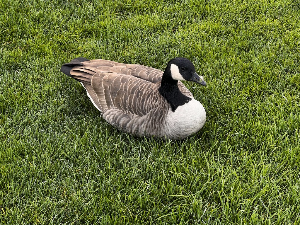 Canada Goose