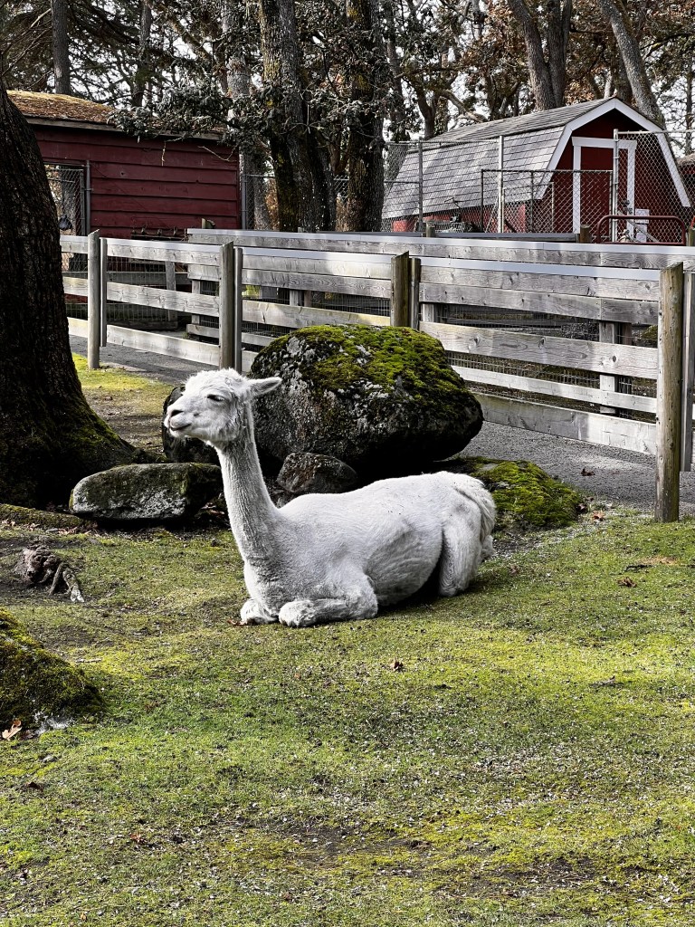 Alpaca sitting down