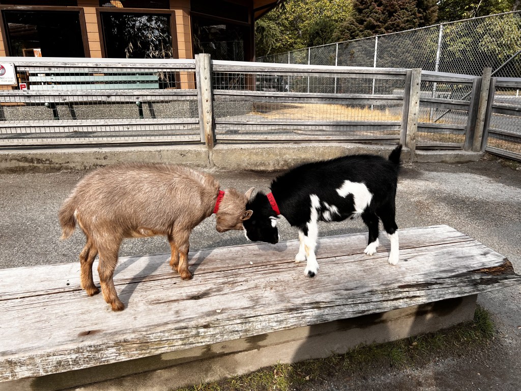 Goats butting heads