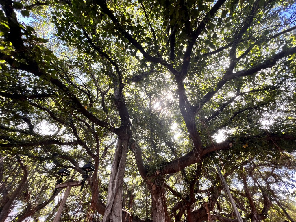 Banyan tree in Lahaina
