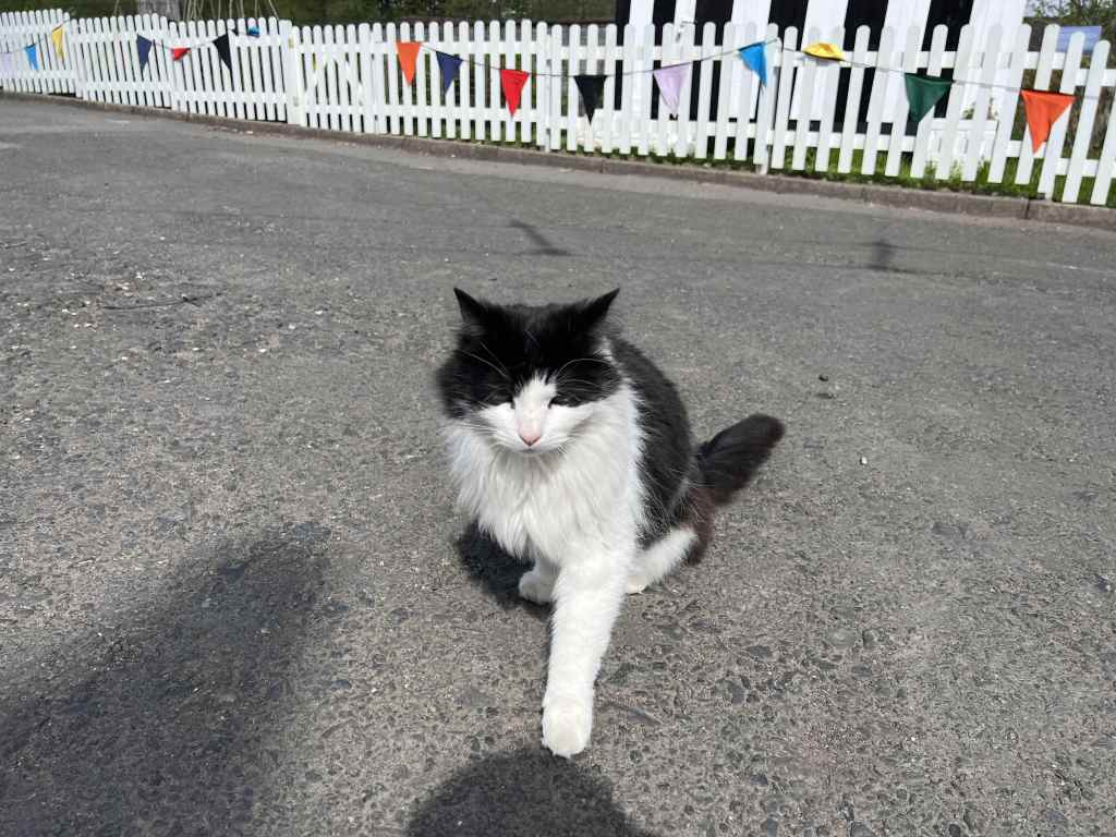 Cat at Black Country Living Museum