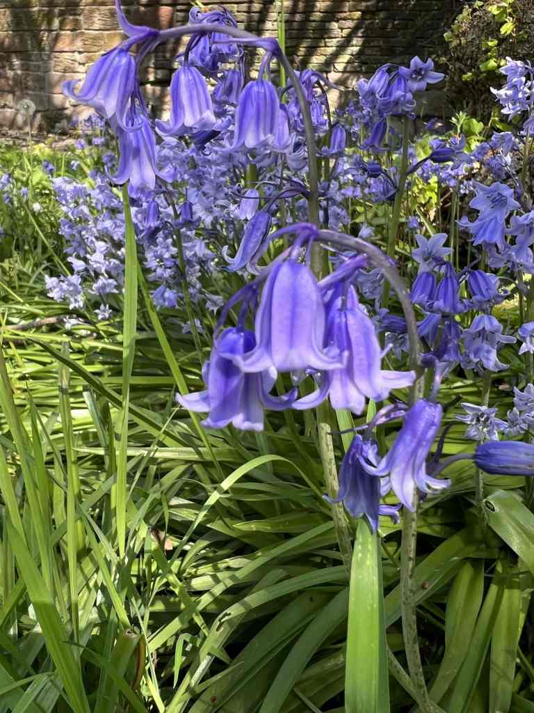 Bluebells at Speke Hall